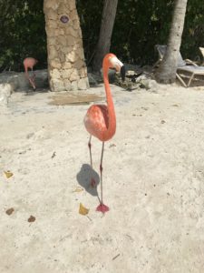 Aruba- A Tropical Paradise for Beach Lovers, Flamingo Enthusiasts, and Unforgettable Vacation Memories.