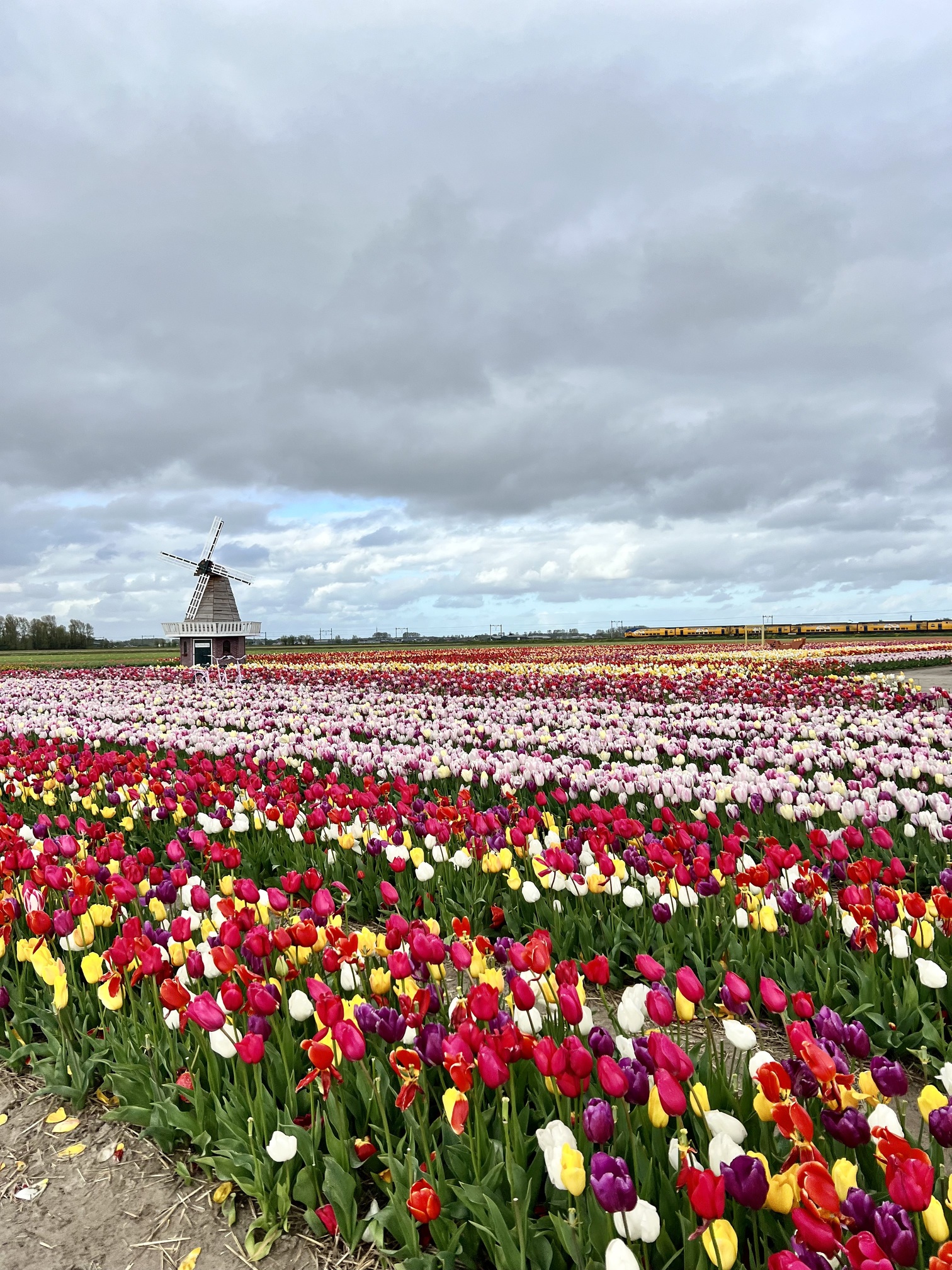 Scenic landscape of the Netherlands featuring iconic windmills, blooming tulip fields, and picturesque canals under a clear blue sky. This captivating image highlights the beauty of Dutch rural and urban charm, ideal for travel enthusiasts seeking to explore traditional Dutch culture and vibrant natural landscapes. Perfect for anyone interested in the best tourist destinations in the Netherlands, including Amsterdam, Zaanse Schans, and Keukenhof Gardens. Discover historic architecture, cultural heritage, and serene countryside views in this stunning European country; travel guide to the Netherlands