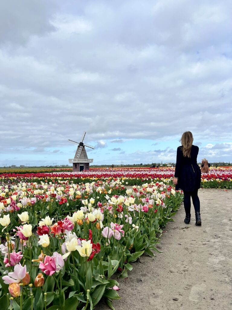 Top Locations: Where to See Tulip Fields in Netherlands