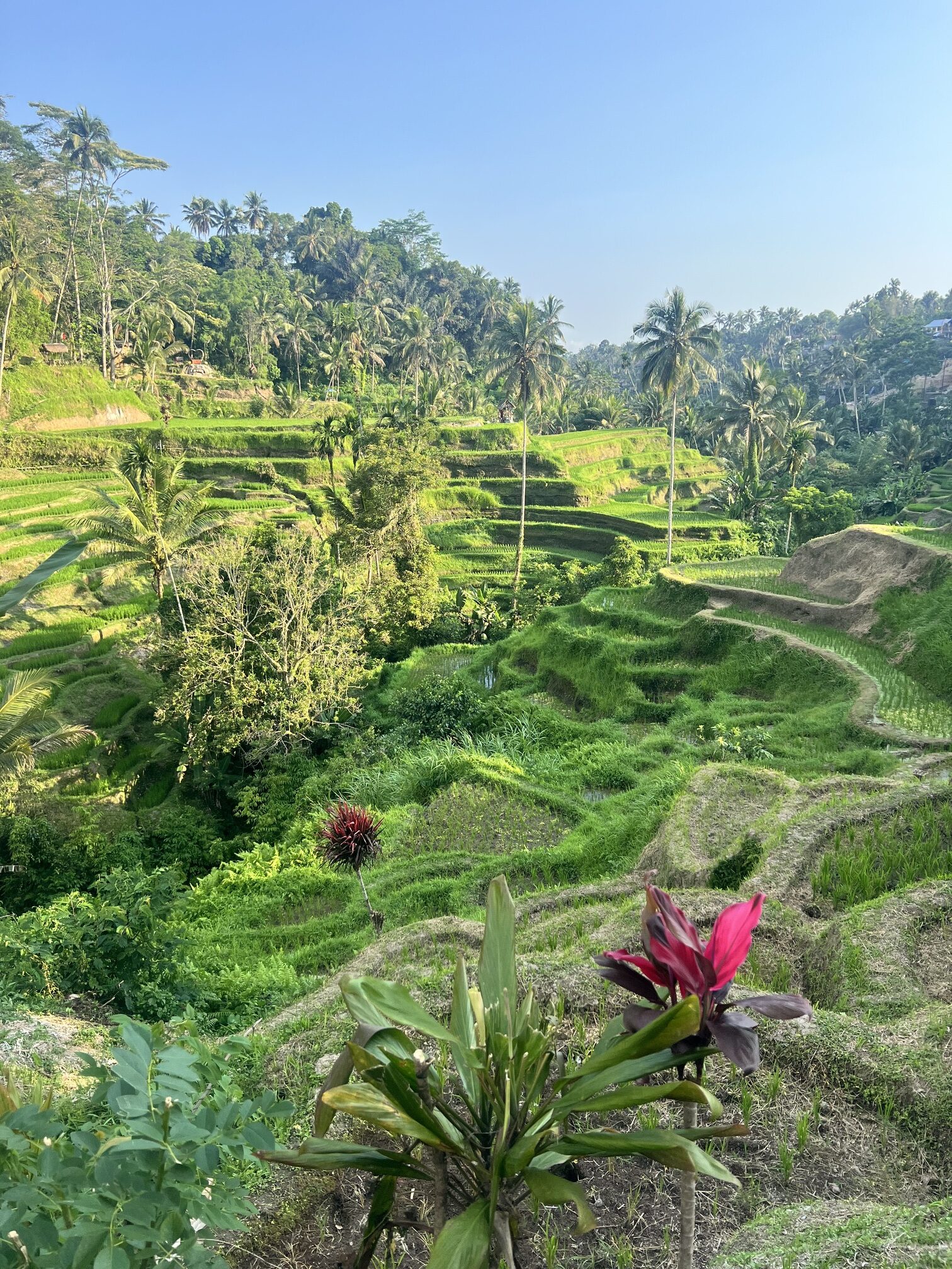 Scenic view of Indonesia featuring lush green rice terraces, a towering volcano in the distance, and vibrant tropical flora, showcasing the natural beauty and cultural richness of Southeast Asia's largest archipelago. Perfect for travel inspiration, adventure tourism, and exploring Indonesia's unique landscapes. travel guide to Indonesia