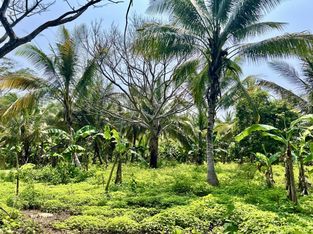 Scenic view of Indonesia featuring lush green rice terraces, a towering volcano in the distance, and vibrant tropical flora, showcasing the natural beauty and cultural richness of Southeast Asia's largest archipelago. Perfect for travel inspiration, adventure tourism, and exploring Indonesia's unique landscapes. top 5 Places to Visit in Indonesia