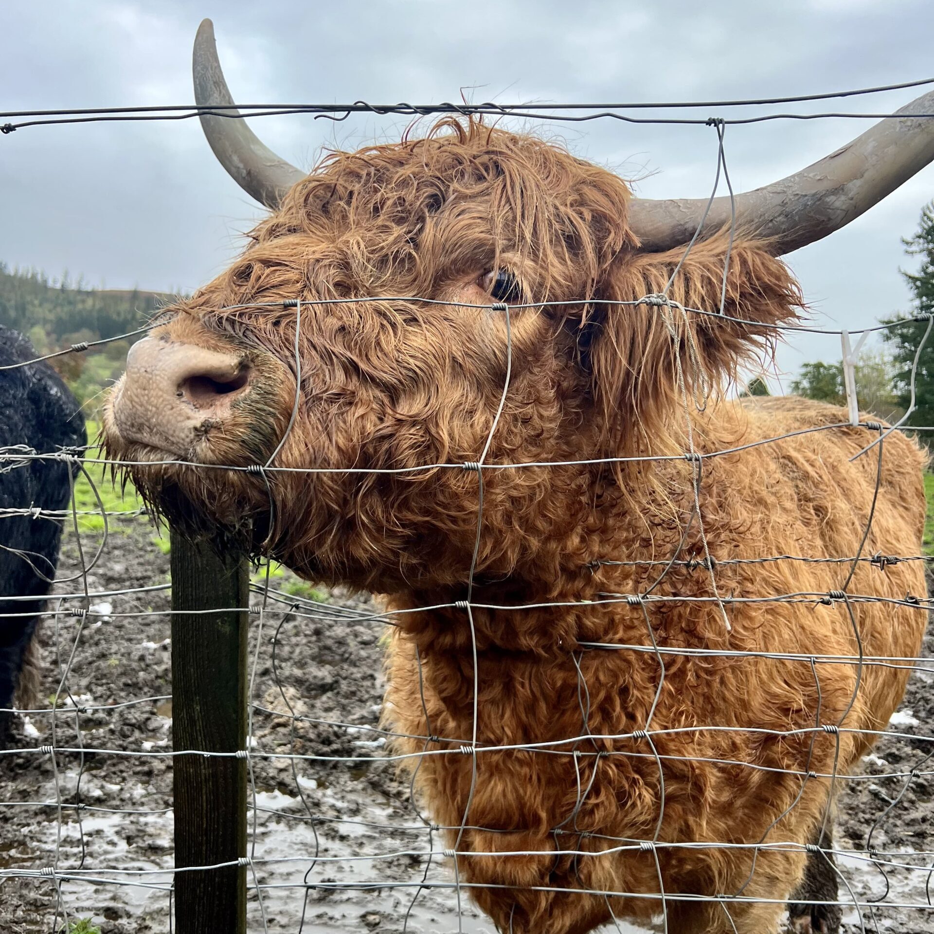 Captivating Scotland: Lush Green Hills under Overcast Skies - Travel Inspirations