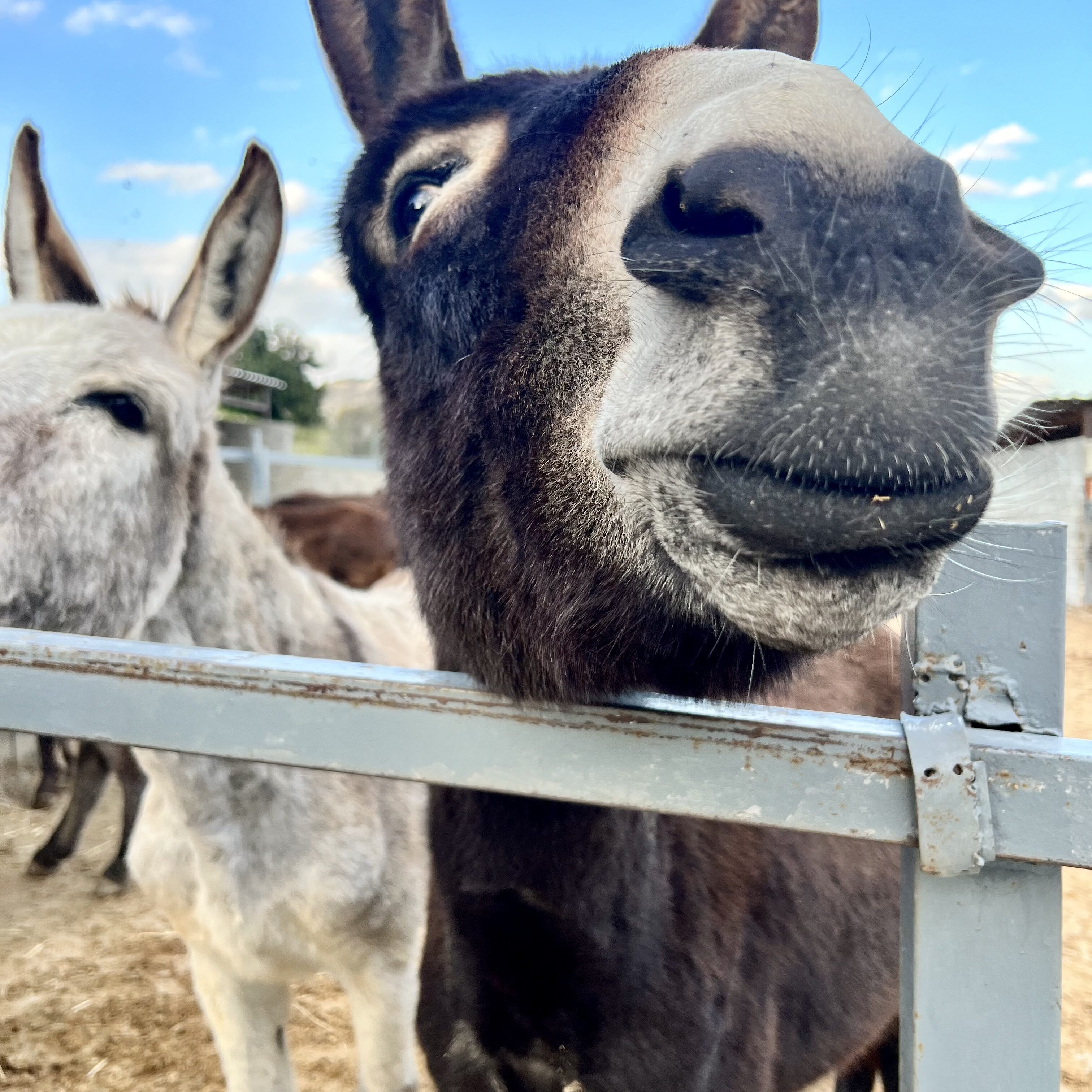 Golden Donkeys Farm